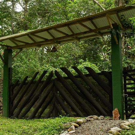 Smile Jungle Hostel Puerto Viejo de Talamanca Zewnętrze zdjęcie